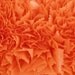 21" Pumpkin Orange Indoor/Outdoor Wreath