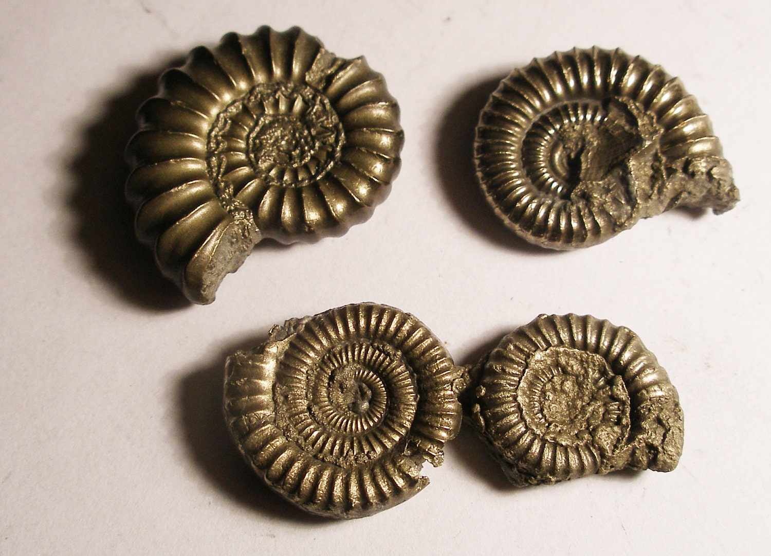 4 pyrite ammonites between 21mm and 15mm
