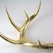 Gold Leaf Deer Antler Art Sculpture High Gloss Black Base