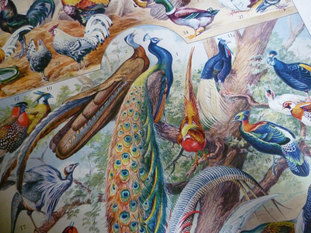 4 Vintage French Dictionary Pages Colour Engravings, Birds, Circa 1932