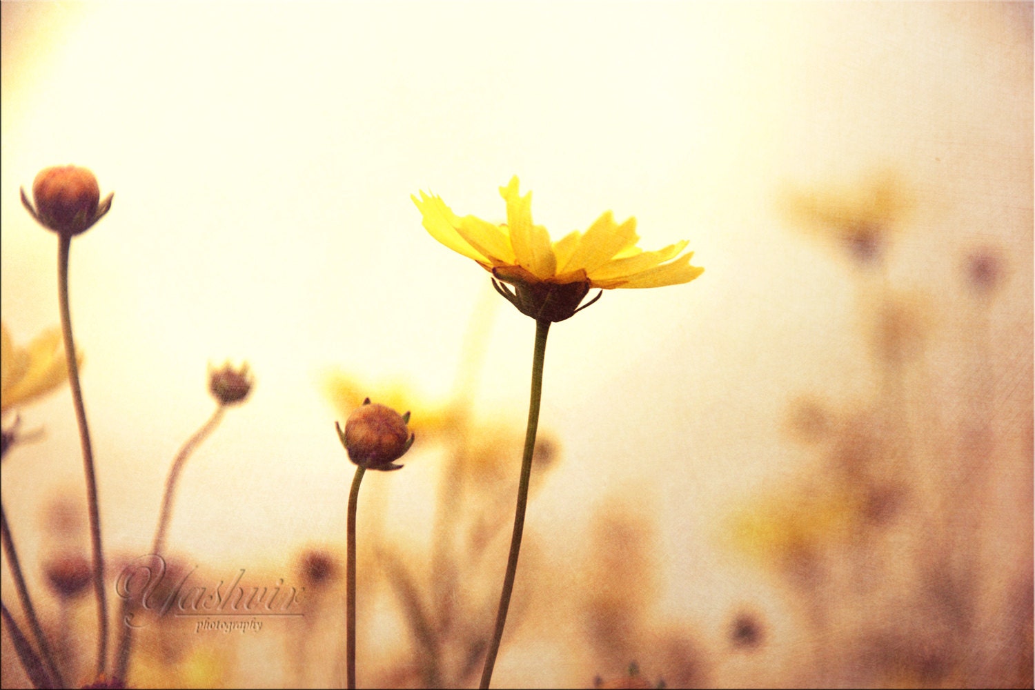 Dreamy Day - Photography print of flowers.  Enchanted and romantic. Yellow and white, wall art, home decor - Yashvir