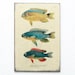 Retro Wood Wall Art 8x12" 20x30 cm, Fish Educational Board, Natural History, Wall Hanger, Art Deco Room Decor, Nautical, Nursery room art