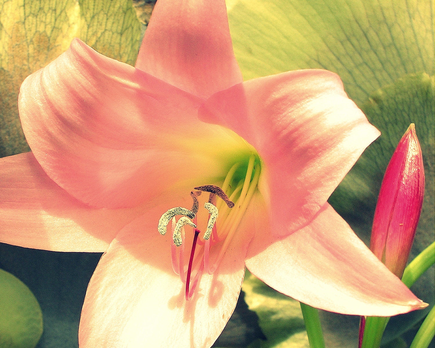 Day Lily in Bloom, Pink Flower, 8x10 Nature Photography
