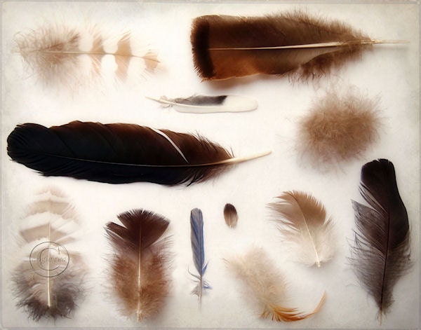 Feathers 11" X 14" Print, Fine Art Photography, Feather Collection, Feather Print