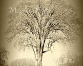 Fine Art Print, Tree, Elm, Sepia, Landscape, 8x12 Photograph, 'Master of the Meadow (Sepia)'