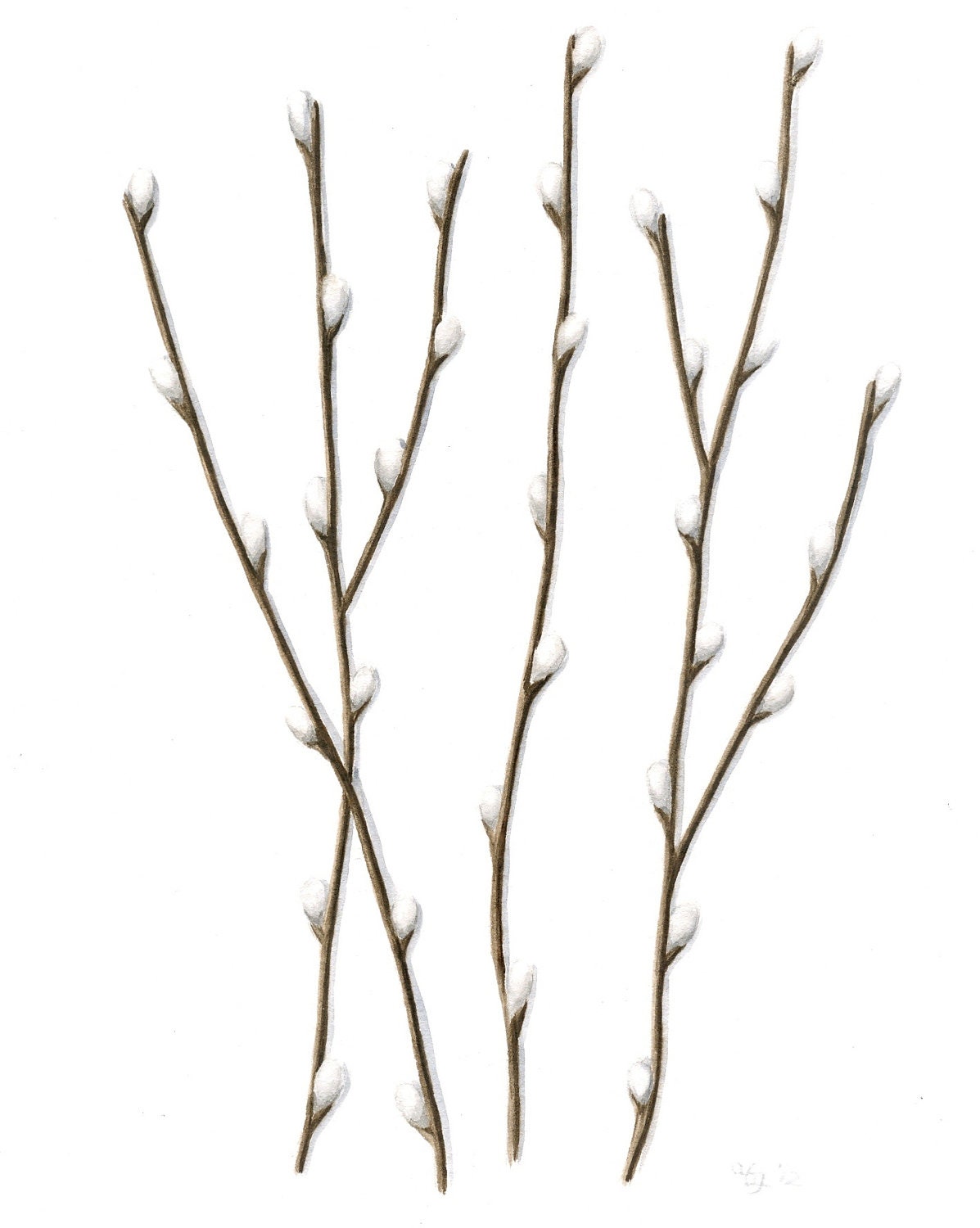Original Watercolor Painting, Pussywillow Branches, Spring Pussywillows Botanical Art, Neutral Nature Home Decor, Brown, Gray, Grey 10" X 8"