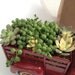 Succulent Garden in a Vintage Farm Truck