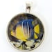 Fish Jewelry - Blue Yellow Fish Marine Sea Life Resin Nature Photo Pendant
