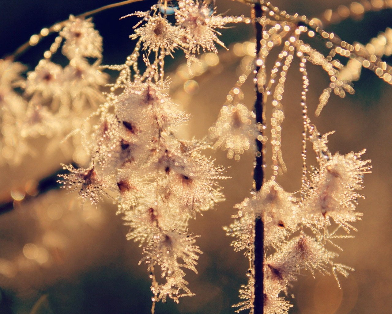 Nature's fairy lights - bokeh, dew drops, macro, pink, fairy lights -