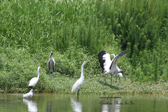 Endangered bird, Wood Stork with their friend the Egret near Savannah Georgia. Coastal birds. Rare bird.