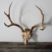Deer Skull and Antlers
