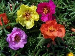 Portulaca Mix, Flower Seeds, Attracts Butterflies to the Garden, Cheapseeds