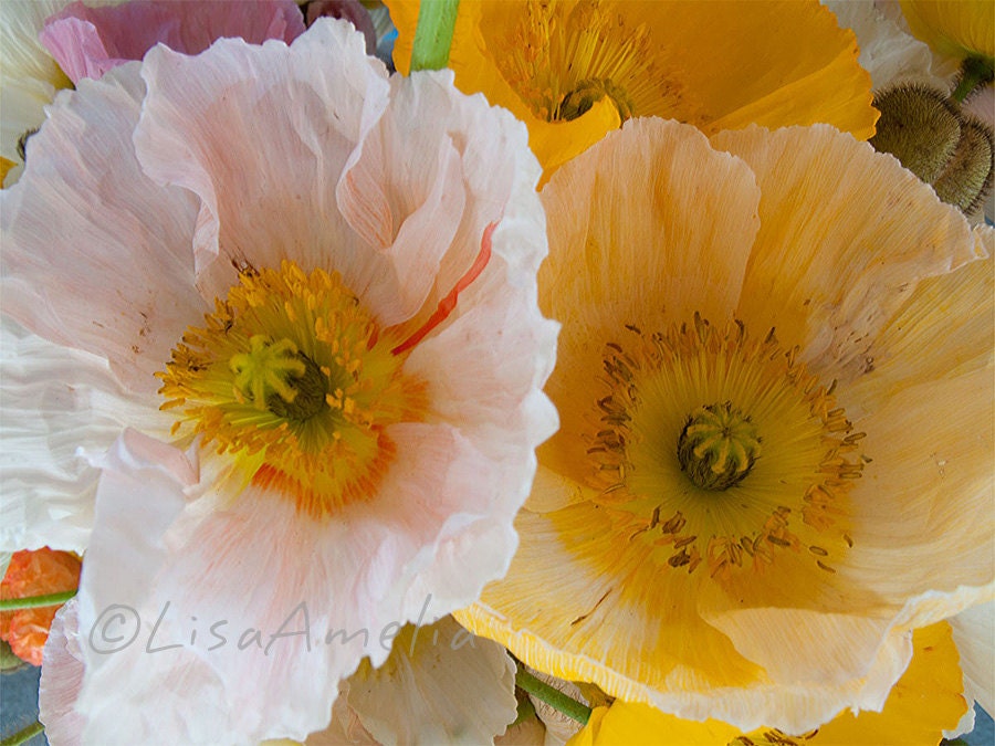 Haru Keshi 2 -  8X10 art print, fine art photography, pretty flowers, poppies, fresh, soft, pink, yellow, white, Spring