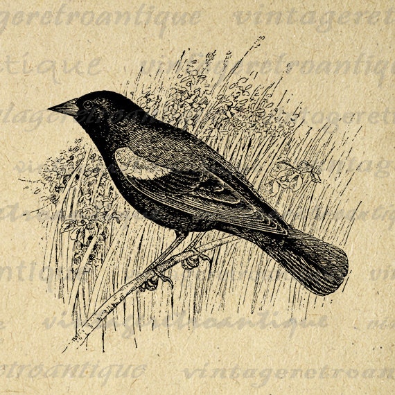 Red Winged Blackbird Graphic Printable By Vintageretroantique