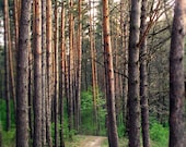 Pine Forest Photography - 8x10 Fine Art Photography