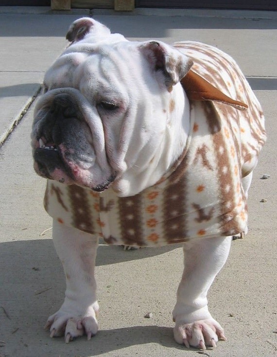 English Bulldog Warm Coat Polar Fleece and by