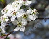 8x10 Dogwood Flowers Macro Nature Print taken in Warwick, RI in 2011 Photography/Nature Photography/Macro/Fine Art/Home Decor/Housewares