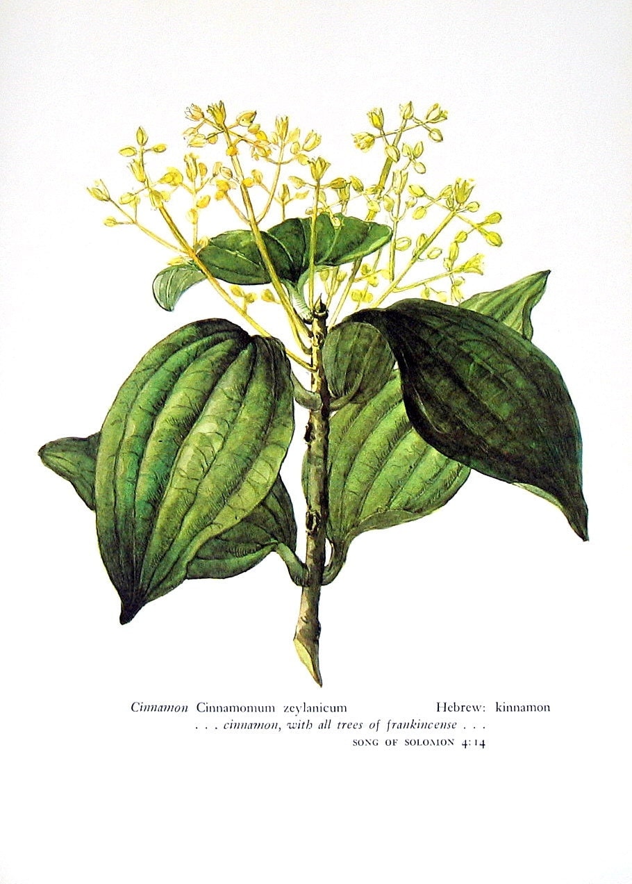 Cinnamon Print Cinnamomum zeylanicum by mysunshinevintage