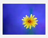 Flower Photography, bright blue, yellow, Dandelion, nature fine art photography print 8x10