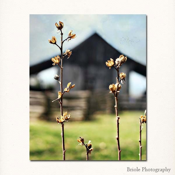 CIJ Sale Spring on the Prairie, 8"x10" Barn Photograph. Affordable Fine Art Print. - Briole