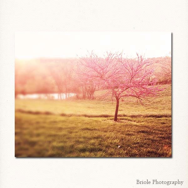 Landscape Photograph. 8x10 Pink Sunshine Fine Art Print. Tree, Wall Art, Nursery Art Valentines Day Gift. IN STOCK, Ready to Ship.