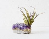 Amethyst Geode Crystal w/ LIVE Air Plant Garden - Purple Stricta