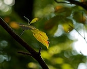 Nature photograph "Watercolor Leaves" mounted 10" x 15" signed art print,  ready to hang