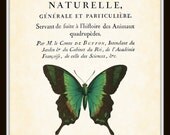Vintage French Butterfly Collage Plate 20 Art Print 8x10 Natural History Art Home Decor Wall Hanging
