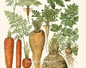 Vintage Botanical Print Antique CARROT PARSNIP 175, plant print botanical print, bookplate art print, vegetables plants plant wall