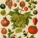 Antique Vintage 1924 Gorgeous Chromolithograph, BERRIES, 1800s art German color lithograph