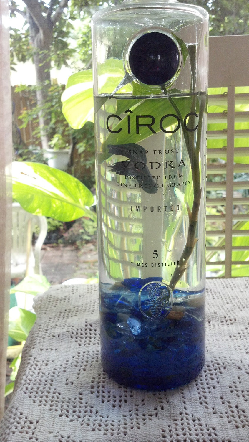 CIROC IMPORTED VODKA / Fish Bowl / Betta Bottle Habitate/ Sea Glass/ Aquatic Bamboo/ Mondo Grass