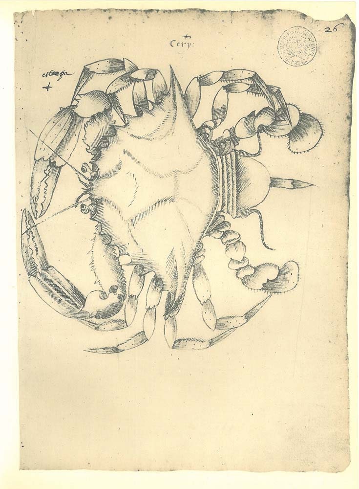 Vintage Crab Print Sketch Drawing Callinectes danae 17th. Century Illustration Facsimile