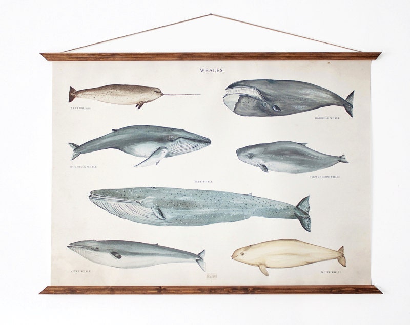 LARGE A1 Whales Canvas poster a1 - vintage illustration educational chart illustration WAP2001