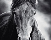 Wild Horse Modern Wall Art - Black Stallion Black and White Monochrome Animal Fine Art Photography