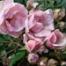 Debbie Redman