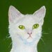 Cat Portrait Oil Painting on Canvas, 5 x 7 by pet artist Robin Zebley