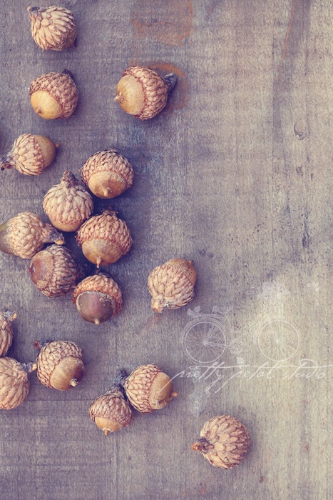 Abstract Fine Art Photograph, Autumn Acorns, Nuts, Subtle Tones, Brown, Woodland, Home Decor, Wall Art,  4x6 Print