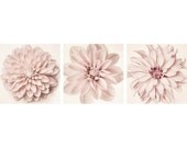 5x5 Dahlia Print Set, Dahlia Flower Art Prints, Minimalist Photo Set, Fine Art Photography, Floral Wall Decor, Botanical Art, Triptych Art