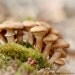 Nature Photograph, Mushroom Print, Nature Art, Woodland Art, Mushroom Art Print, Earthy Home Decor, Fine Art Photography "Mushroom 7"