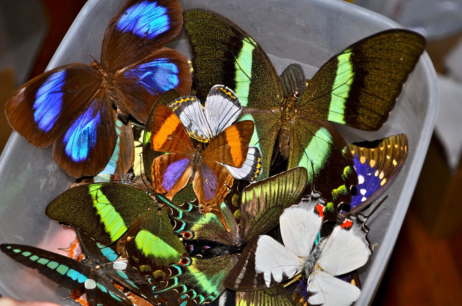 Spread Real Butterflies:  5 Ready to Mount, DIY Framed Insects