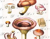 Old Mushroom Print....Botanical Illustration from 1974...Instant Download...  digital illustration no. 884