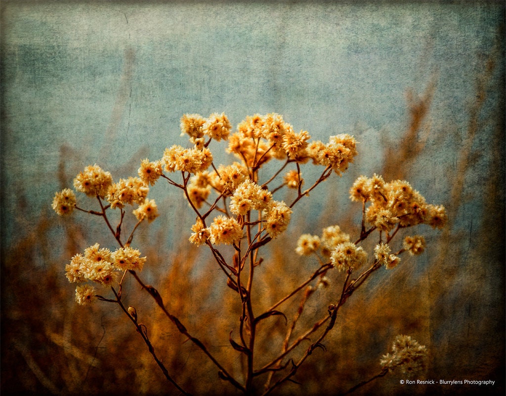 Fall Color in California - 8 x 10 Fine Art Photograph Print