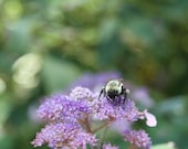 Bee and Hydrangea 8x10 Photography Photo Art Print Purple Flower  Green Summer Spring Bug Insect Macro Nature Woodland