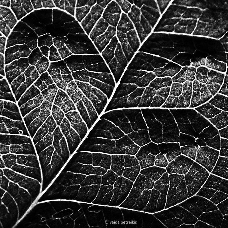From the "Nature Graphics" Series - Original signed fine art photography print 6x6 inches (15x15 cm)