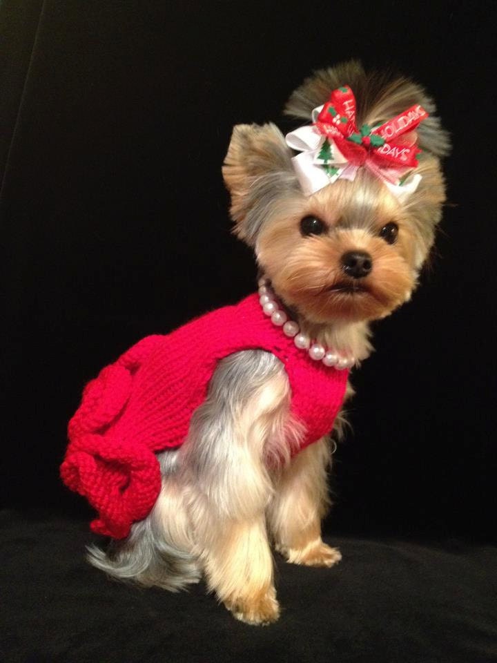 Little Red Dress With Pearls DOG SWEATER -- Custom -- Hand Made -- All Sizes