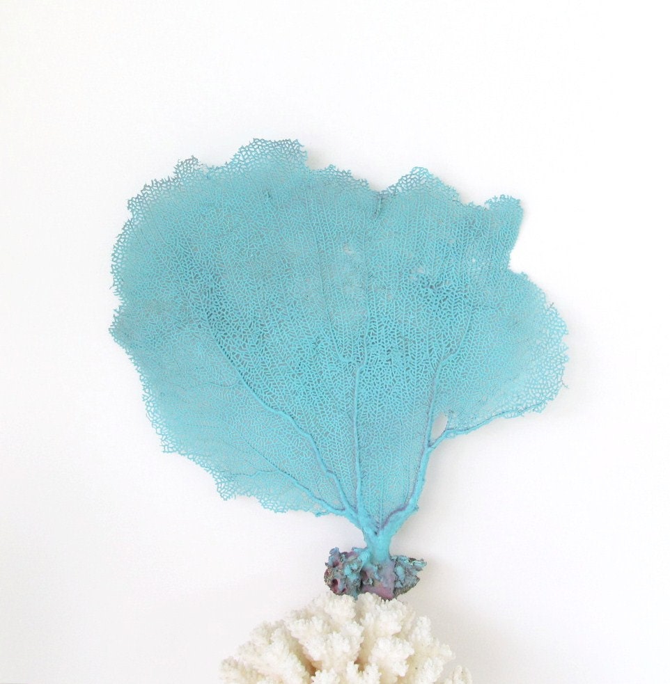 Sea Fan Aqua Blue Turquoise Nautical Coastal Decor