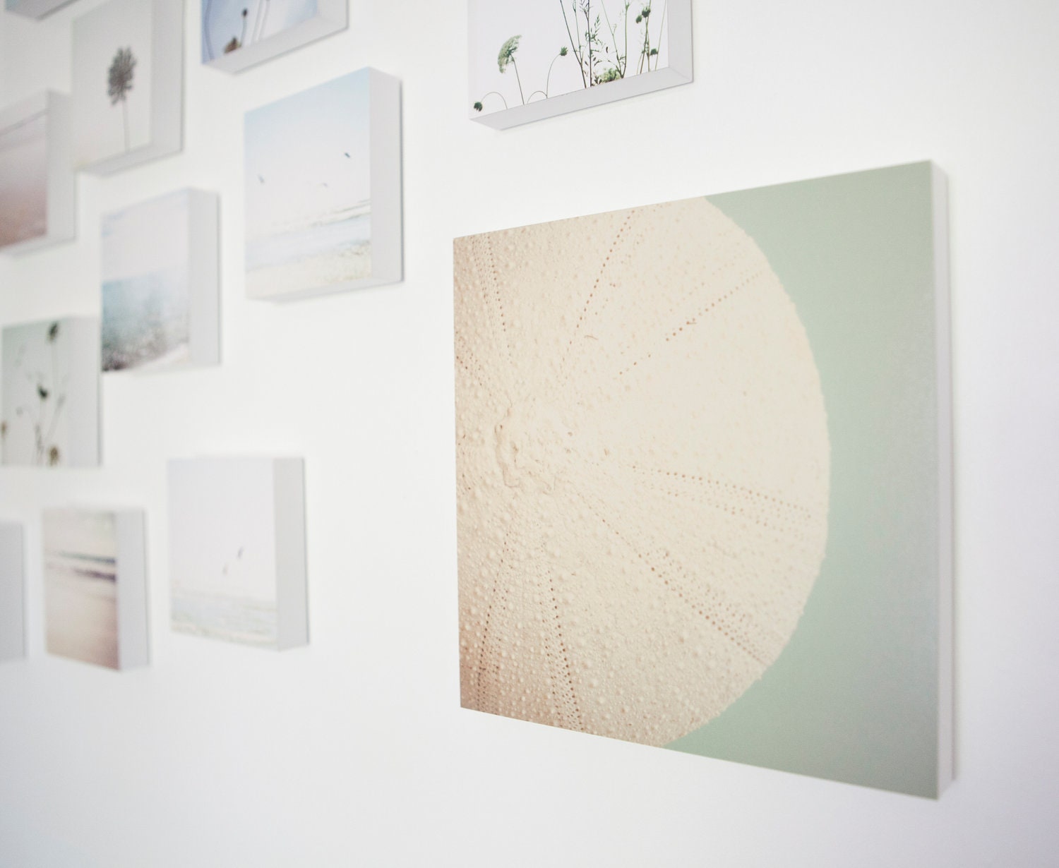 sea urchin - LARGE shell photo block, seaside, ocean, room decor, wall art - beach house, beach decor