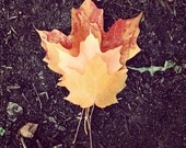 Nature Photography, Fall Leaves Photograph, 5x5 Print, Autumn Photo, Autumnal Colors
