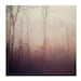 Ethereal Nature Photography, Winter Haze, 8x8 Print, Dreamy Peach Color, Morning Fog, Trees, Autumn Leaves