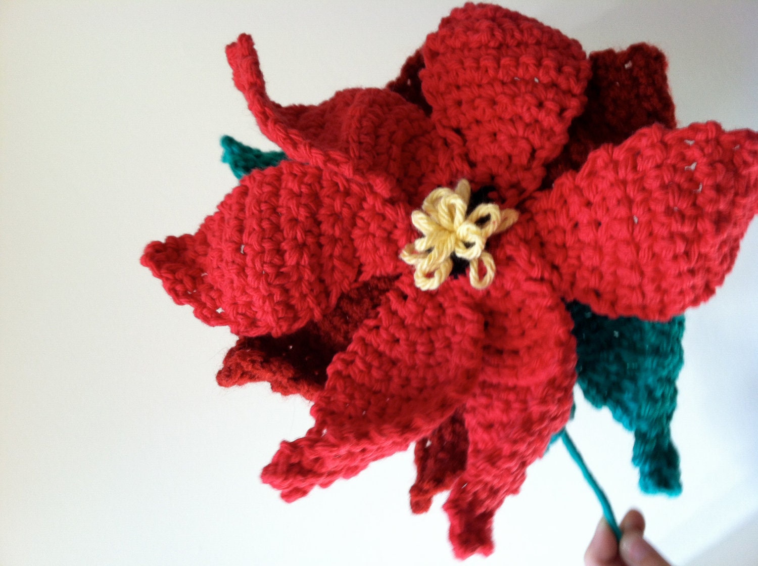Poinsettia